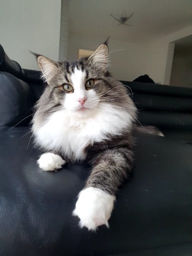 Tessio de Khazad-Dum