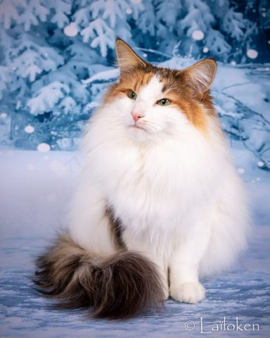 Ultra Amazing Queen de Laïloken