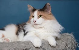 Parvati Patil du Pays des Géants