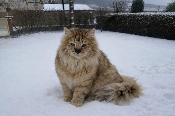 Spielvan de Fire'skogkatt