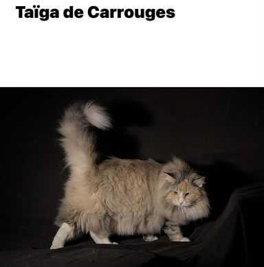 Taïga des Carrouges