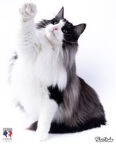 R'Mione Granger du Pays des Géants